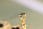 Dream CLOVER EARRINGS GOLD ONYX MOP 3 MOTIF